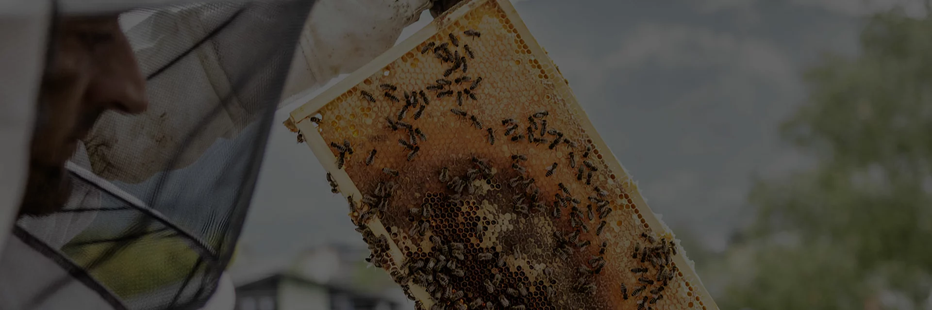 Unsere Bienen